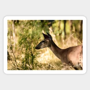 Just Passing Through - Whitetail Deer Sticker